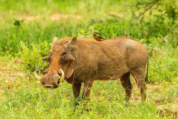 Africa-Tanzania-Tarangire National Park Warthog with yellow-billed Oxpecker grooming him